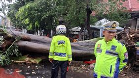 Pohon berukuran besar tumbang dan menutup badan Jalan Kunir, Pinangsia, Jakarta Barat, pada Jumat, 12 Desember 2025.