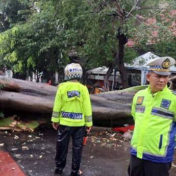 Pohon Besar Tumbang Tutupi Jalan Kunir Pinangsia Jakbar
