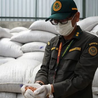 Badan Karantina Jambi Tolak 40 Ton Kacang Tanah Impor dari Malaysia