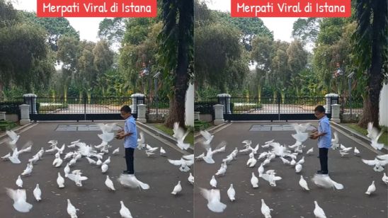 Ini Penampakan Burung Merpati yang Viral saat Paus Fransiskus Datang ke Istana Negara