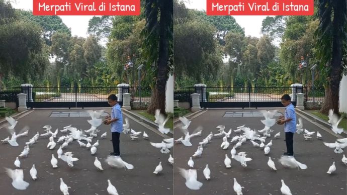 Ini Penampakan Burung Merpati yang Viral saat Paus Fransiskus Datang ke Istana Negara <b>(TikTok)</b>