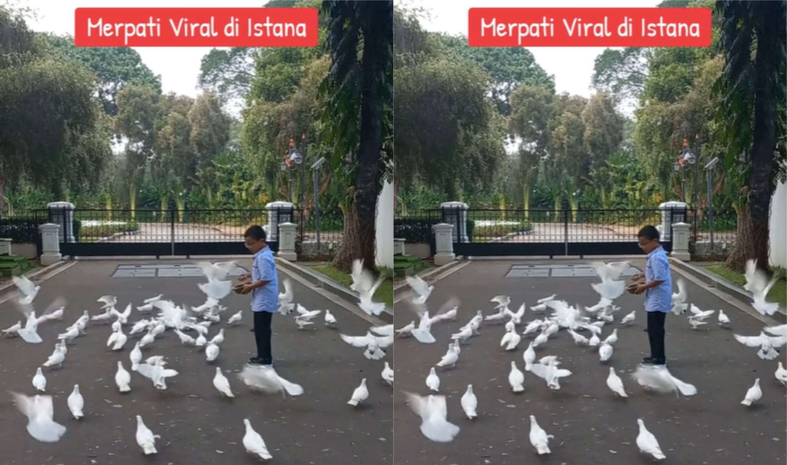 Ini Penampakan Burung Merpati yang Viral saat Paus Fransiskus Datang ke Istana Negara <b>(TikTok)</b>