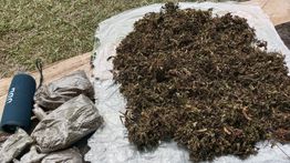Polda Metro Tangkap Pengedar Ganjar 2,1 Kg di Tambora