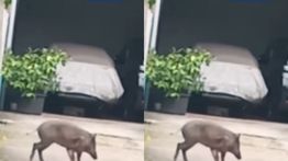 Warga Pejaten Dihebohkan Munculnya Babi Hutan ke Rumah Warga