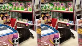 Viral Buaya Masuk ke Mini Market di Maluku Utara Hingga Bikin Panik Warga