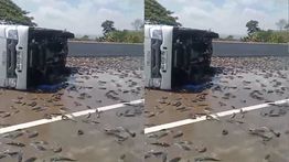 Viral Pickup Pengangkut Lele Kecelakaan di Jalan Tol Ngawi-Kertosono KM 619