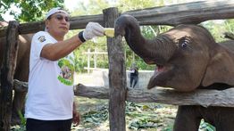 Anak Gajah 'Tari' Mati Mendadak di TN Tesso Nilo Riau