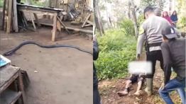 Viral Petani di Sukabumi Tewas Usai Digigit Ular King Cobra 4 Meter