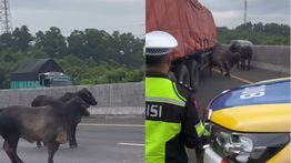 Viral 2 Sapi Ngamuk di Tol Cikampek KM 57, Bikin Lalu Lintas Terganggu