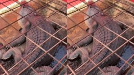 Buaya Raksasa di Riau Mati, Isi Perutnya Pecahan Kaca hingga Tombak