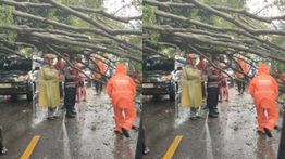 Pohon Tumbang di Sawangan, Lalu Lintas Macet Total