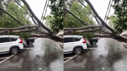Pohon Besar Tumbang Timpa Mobil di Masjid Sunda Kelapa Usai Hujan Angin