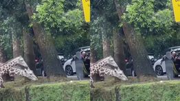 Viral Pengunjung Taman Safari Bogor Nekat Turun dari Mobil Kasih Makan Jerapah