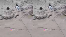 Banjir Susulan Terjang Gayo Lues, Jembatan Roboh dan Mobil Dinas Camat Hanyut