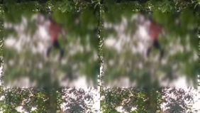 Beredar video memperlihatkan sosok mayat tergantung di atas pohon dan diduga menjadi korban bunuh diri. Hal tersebut menjadi viral di media sosial.