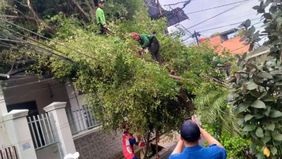 Petugas Suku Dinas Pertamanan dan Hutan Kota Jakarta Pusat mengevakuasi pohon tumbang dan sempat di lima lokasi wilayah saat hujan pada Rabu hingga Kamis.