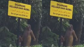 Memperlihatkan video sejumlah pengunjung Taman Safari Bogor keluar dari mobil meskipun sudah ada larangan. Hal ini menjadi viral di media sosial.