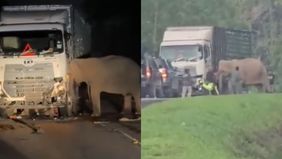 Viral di media sosial video yang memperlihatkan seekor bayi gajah tewas tertabrak tronton bermuatan ayam hingga masuk kolong mobil.