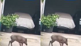 Beredar video memperlihatkan seekor babi hutan berkeliaran di jalan Pejaten Barat Raya, Pasar Minggu pada Sabtu lalu, 14 Juni 2025. Hal tersebut menjadi viral di media sosial.
