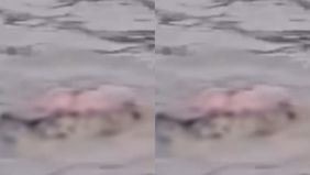 Beredar video memperlihatkan seorang Kakek bernama Wasim (80) tewas usai diterkam buaya di Sungai Way Semaka Lampung. Hal tersebut menjadi viral di media sosial.