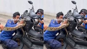 Beredar video memperlihatkan seekor ular piton berukuran besar berada di body motor warga langsung dievakuasi damkar. Hal tersebut menjadi viral di media sosial.