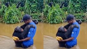 Beredar video memperlihatkan seekor simpanse memberikan pelukan kepada pria yang ngasih makanan pisang. Hal tersebut menjadi viral di media sosial.