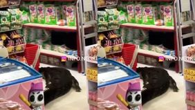 Beredar video memperlihatkan seekor buaya cukup besar dengan ukuran sekitar 3 meter masuk ke sebuah minimarket di Maluku Utara. Hal tersebut menjadi viral di media sosial.