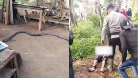 Beredar video memperlihatkan seorang petani bernama Oceng (70) tewas usai digigit ular king kobra. Hal tersebut menjadi viral di media sosial.