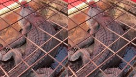 Seekor buaya dengan ukuran besar serta panjang sekitar tujuh meter ditangkap warga Desa Sungai Undan, Kecamatan Reteh, Kabupaten Indragiri Hilir (Inhil), Riau.