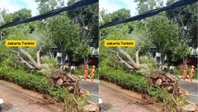 Beredar video memperlihatkan sebuah pohon dengan ukuran sangat besar tumbang di Jalan Gunawarman arah ke Senopati, Jakarta Selatan. Hal tersebut menjadi viral di media sosial.