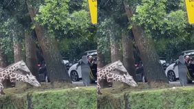 Seorang pengunjung Taman Safari Indonesia Bogor, Jawa Barat, terekam nekat turun dari kendaraan dan memberi makanan kepada hewan di kawasan satwa liar, Sabtu 27 Desember 2025.