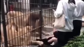 Momen menegangkan terjadi di sebuah kebun binatang di Shantou, Provinsi Guangdong, China, ketika kaki seorang anak perempuan kecil dicengkeram seekor singa setelah berada terlalu dekat dengan kandang.