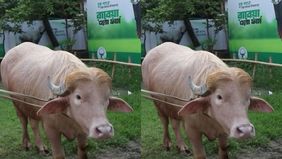 Seekor kerbau albino seberat 700 kilogram di Bangladesh yang viral karena memiliki rambut pirang unik menyerupai Presiden Amerika Serikat, Donald Trump, akhirnya lolos dari penyembelihan saat perayaan Idul Adha.