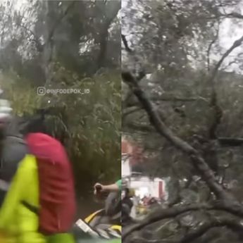 Ada Pohon Tumbang di Jalan Raya Bogor Bikin Macet Panjang