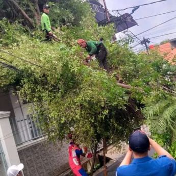 Pohon Tumbang di 5 Wilayah Jakarta Pusat 