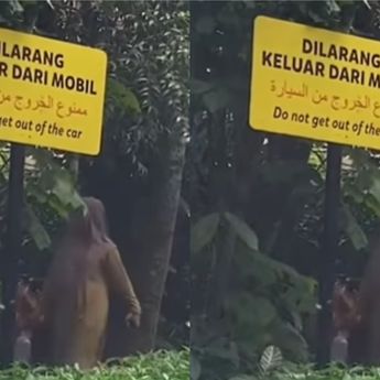 Viral Pengunjung Taman Safari Bogor Masuk Kandang Hewan Meski Sudah Ada Larangan