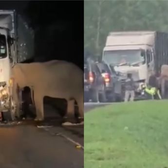 Viral Bayi Gajah Tertabrak Tronton Hingga Tewas, Sang Induk Setia Menunggu Bantuan