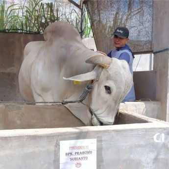 Prabowo Beli Sapi Warga Kediri untuk Kurban Idul Adha
