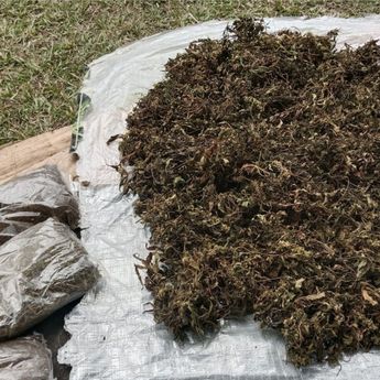 Polda Metro Tangkap Pengedar Ganjar 2,1 Kg di Tambora