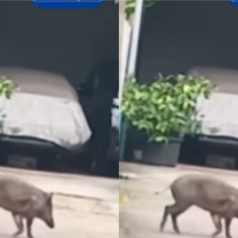 Warga Pejaten Dihebohkan Munculnya Babi Hutan ke Rumah Warga