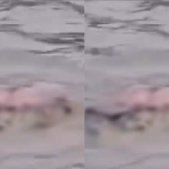 Viral Kakek Tewas Usai Diterkam Buaya di Sungai Way Semaka Lampung