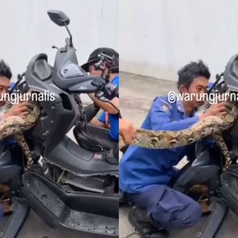 Ular Piton Nyasar ke Dalam Body Motor Warga, Damkar Turun Tangan