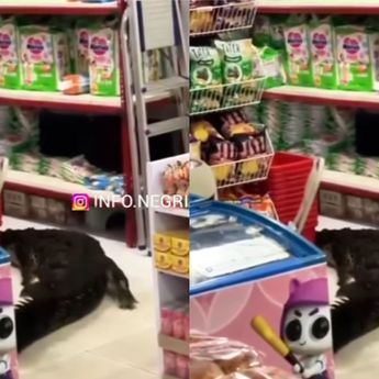 Viral Buaya Masuk ke Mini Market di Maluku Utara Hingga Bikin Panik Warga