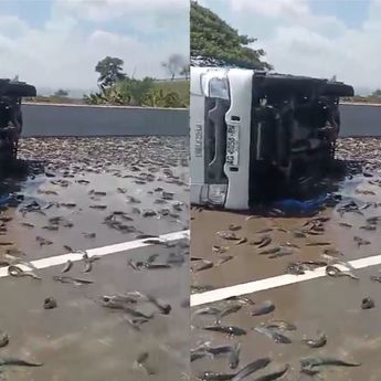 Viral Pickup Pengangkut Lele Kecelakaan di Jalan Tol Ngawi-Kertosono KM 619