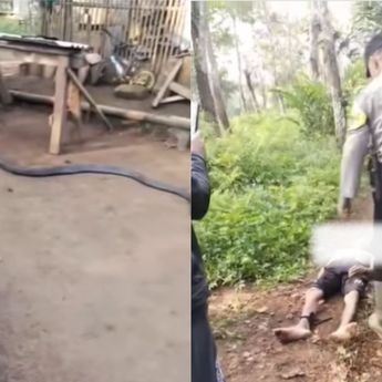 Viral Petani di Sukabumi Tewas Usai Digigit Ular King Cobra 4 Meter