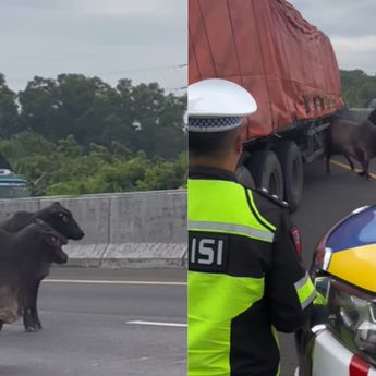 Viral 2 Sapi Ngamuk di Tol Cikampek KM 57, Bikin Lalu Lintas Terganggu