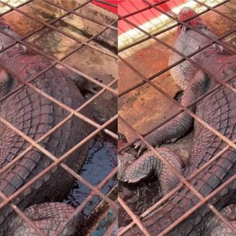 Buaya Raksasa di Riau Mati, Isi Perutnya Pecahan Kaca hingga Tombak