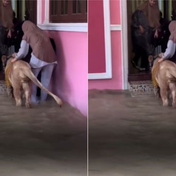 Viral Singa Betina Dievakuasi Warga ke Dalam Rumah Saat Banjir Besar di Thailand
