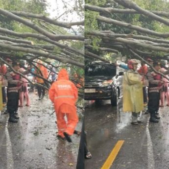 Pohon Tumbang di Sawangan, Lalu Lintas Macet Total