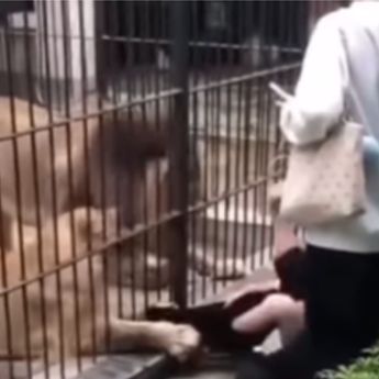 Viral Detik-Detik Anak Dicengkeram Singa di Kebun Binatang